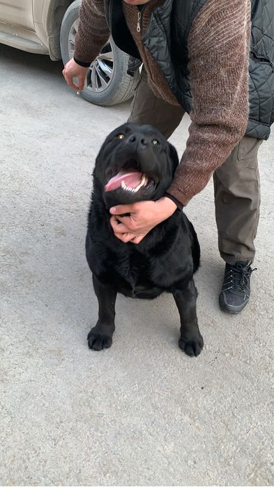 Лабрадор ретривер