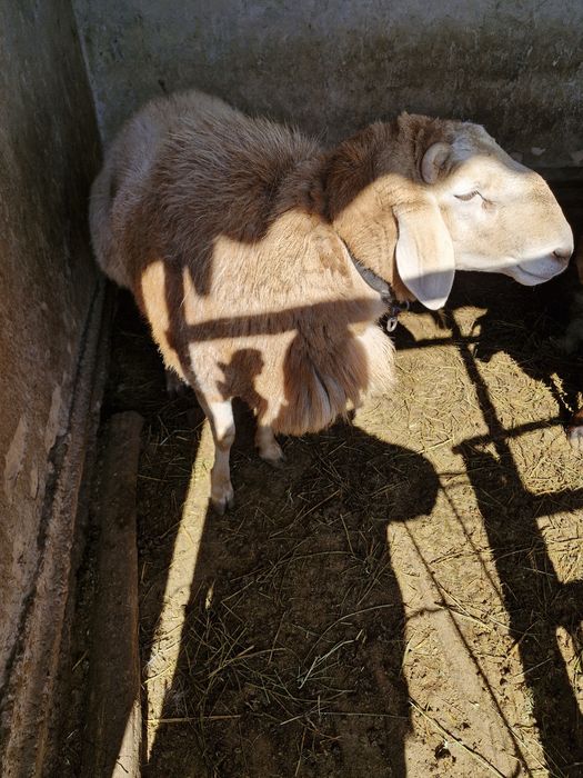 Арашан қошқар линия Корабль