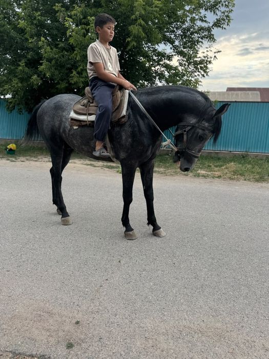 Айгыр жеребец айғыр лошади