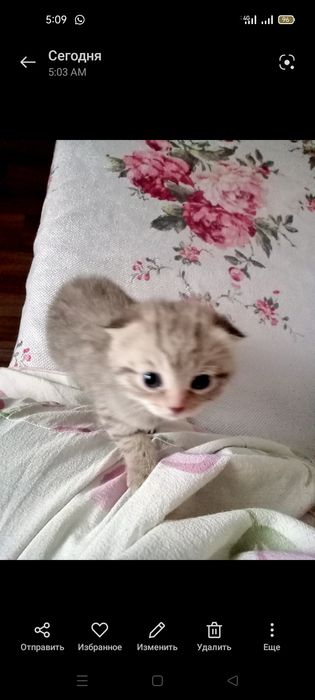 Котенок шотландский вислоухий