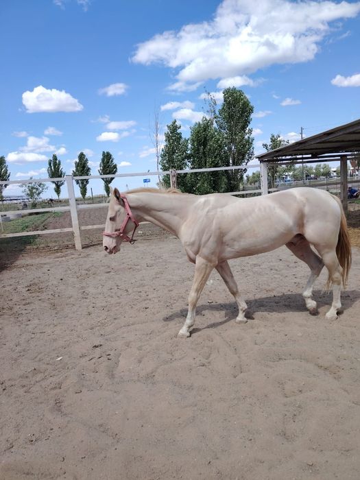 Ахалтекинская жеребец продаётся