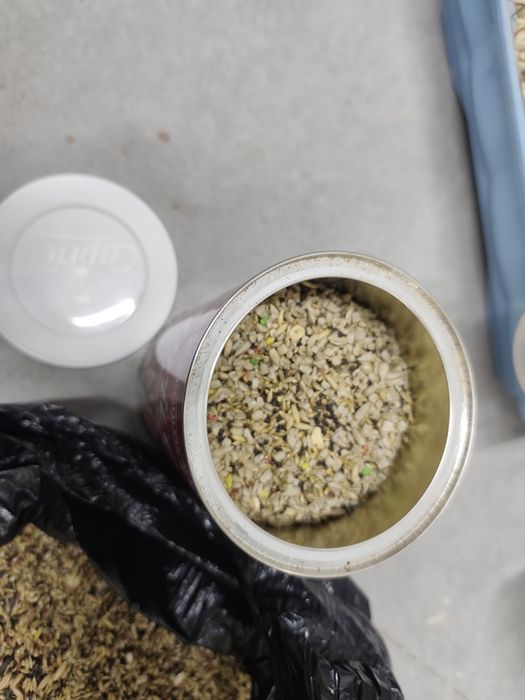 Канарче и 3бр. клетки