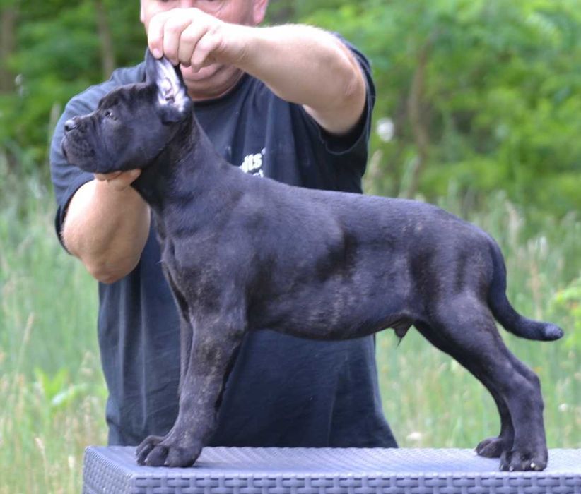 Mascul cane corso tigrat
