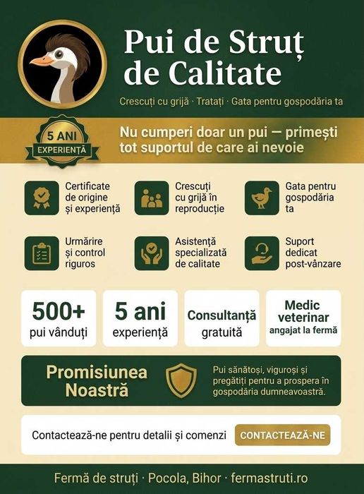 Pui de Struț – 1 lună – Fermă Pocola, Bihor