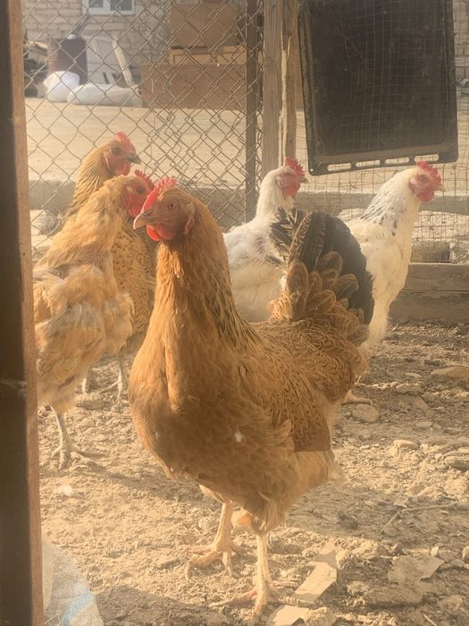 Тауықтар сатылады