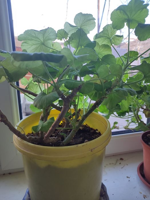 Продаю домашние цветы денежные дерево 2 шт.герани 5 шт.китайский чай .