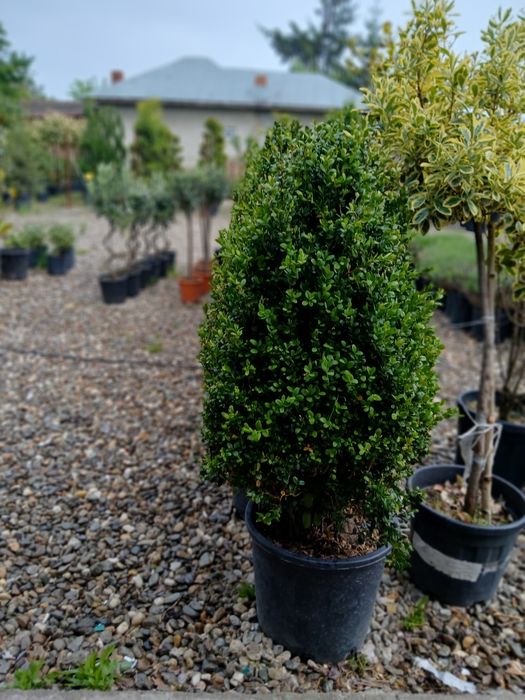 Plante ornamentale la ghiveci prindere garantată