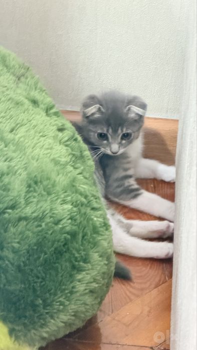 Продаётся котёнок Scottish Fold, мальчик, 2 месяца