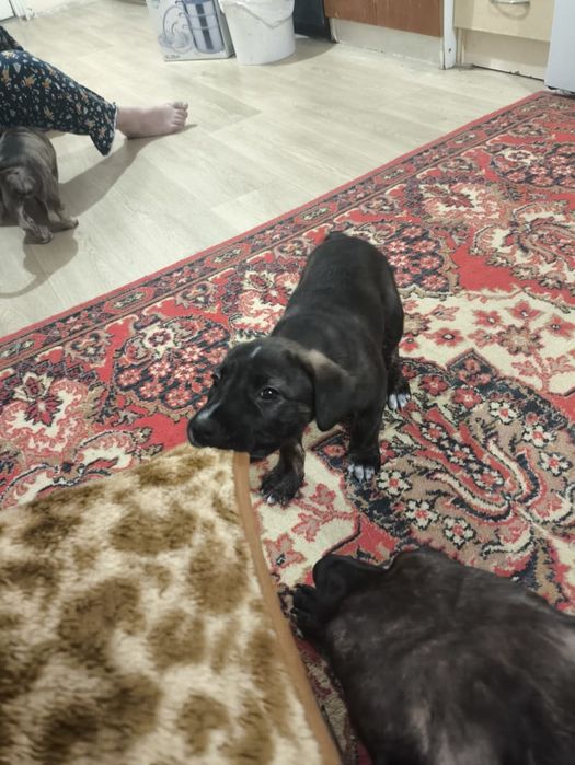 Отдаём щенков стафорда в добрые руки