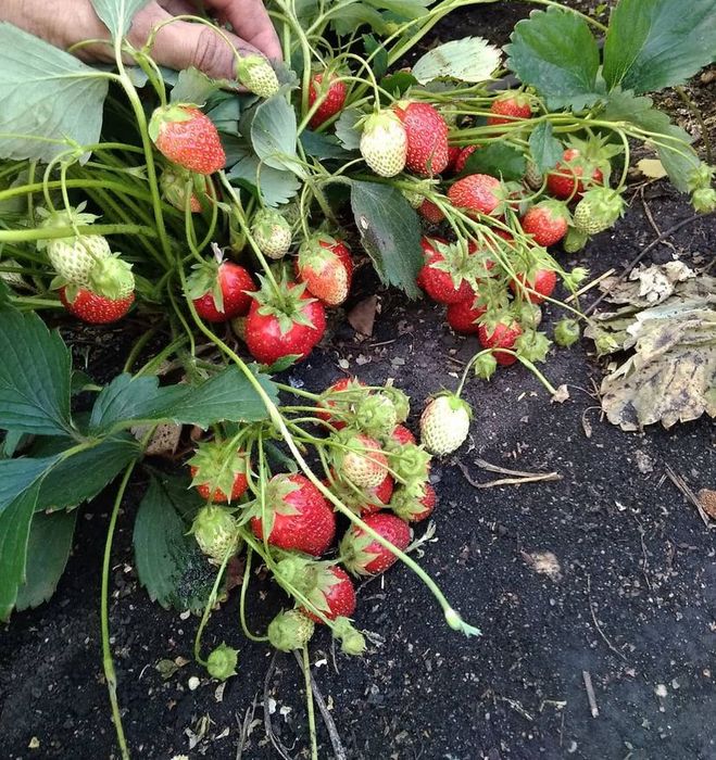 Клубника саженцы