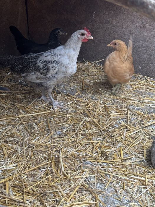 Vând puicuțe de rasă (Marans, Fayoumi, metiși), sănătoase, crescute la curte. Preț: 60 lei/bucata. Ridicare personală din Drobeta-Turnu Severin.