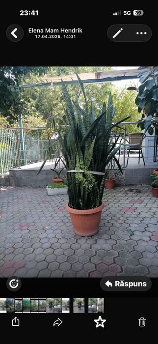 Plante verzi de vânzare