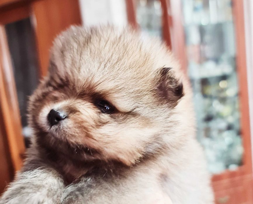 Померан миник шпиц