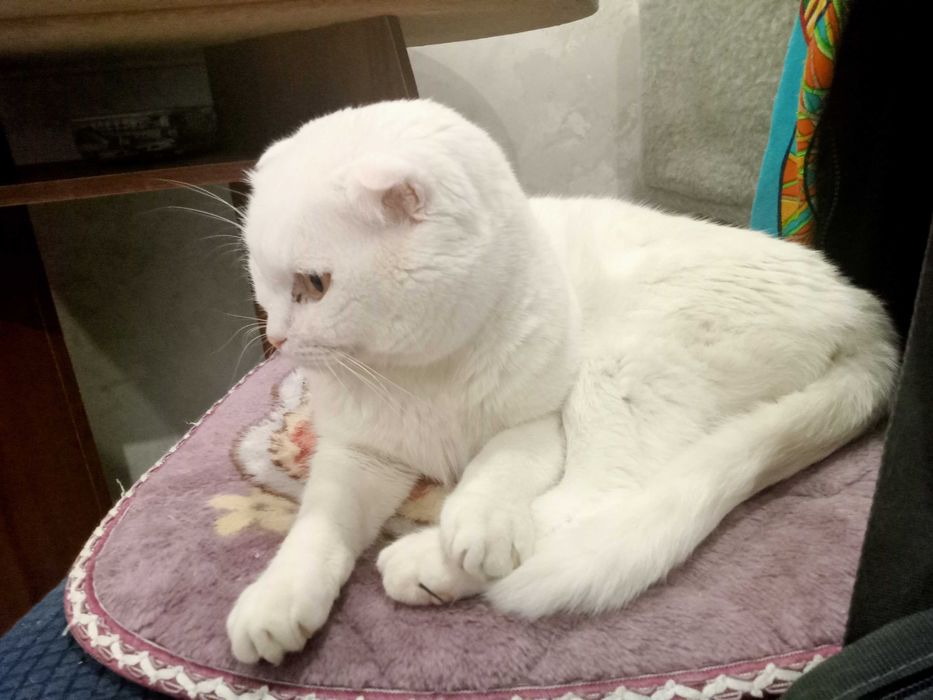 Белоснежный вислоухий кот