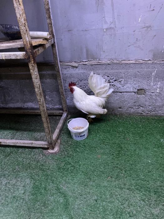 Продам карликовых петухов