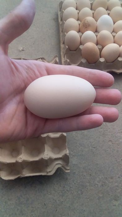 Damashni tuxum sotiladi.