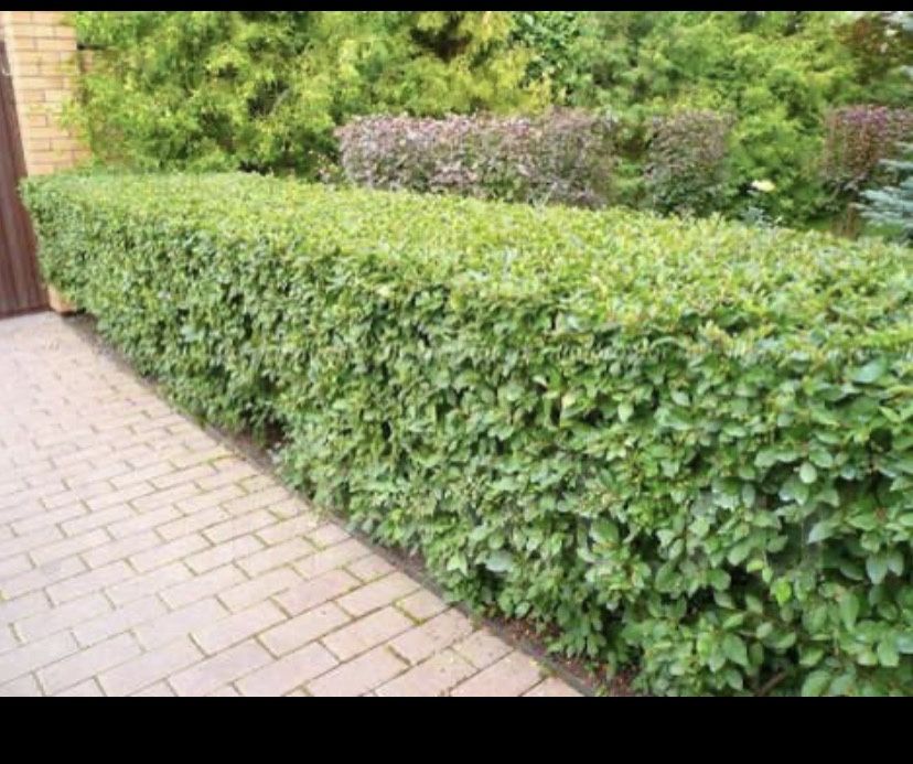 Озеленение. Ландшафтные работы