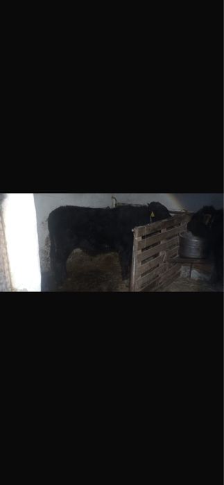 3 Бас Бұқа Сатылады