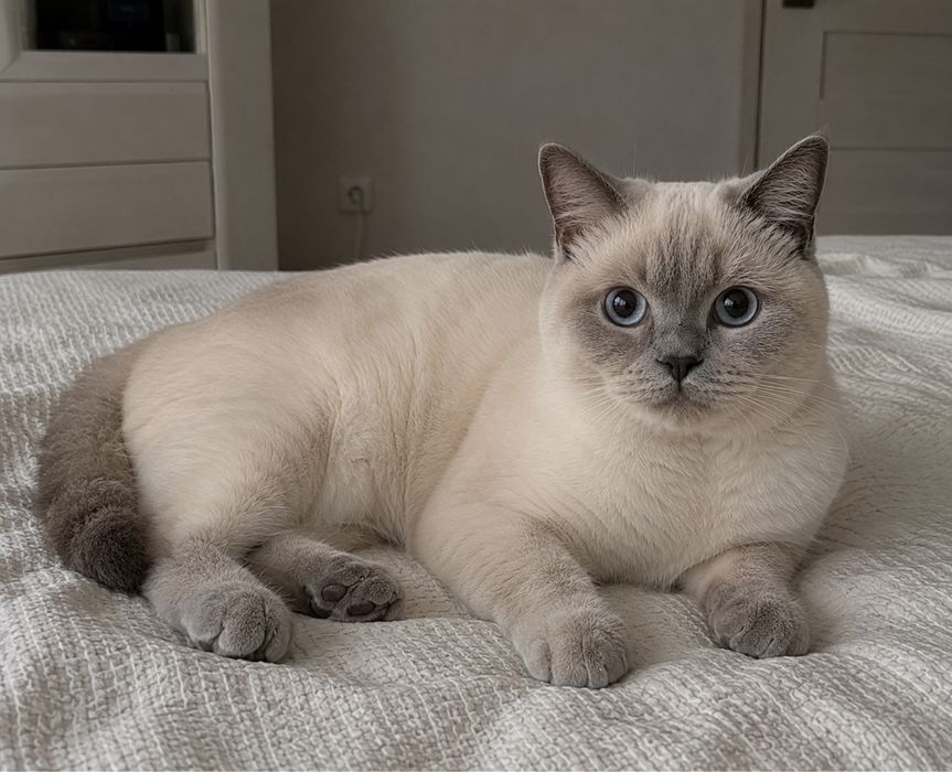 Шотландский вислоухий котенок девочка