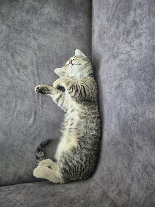 отдадим котёнка в добрые руки
