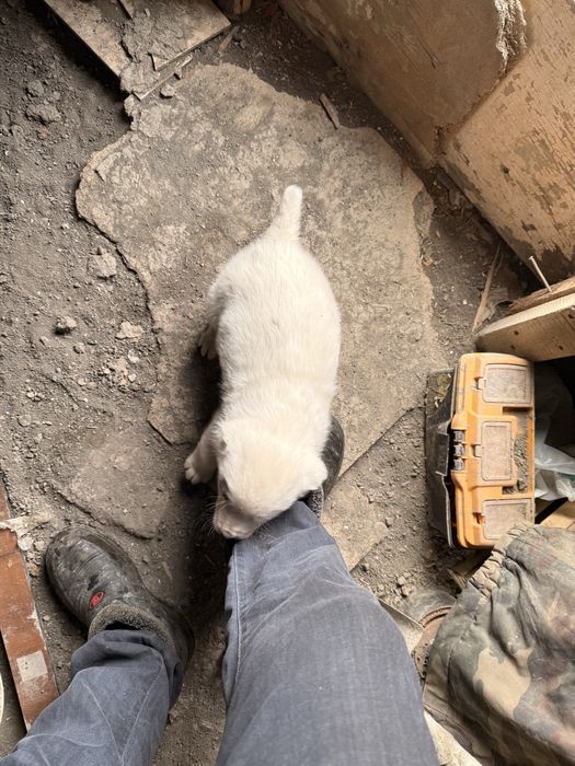 Күшік сатылады алабай