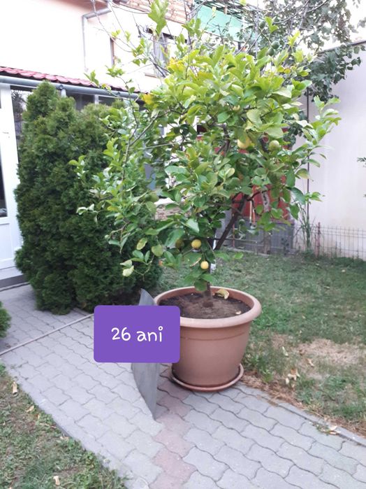 Vand lamai altoiti, cu fructe