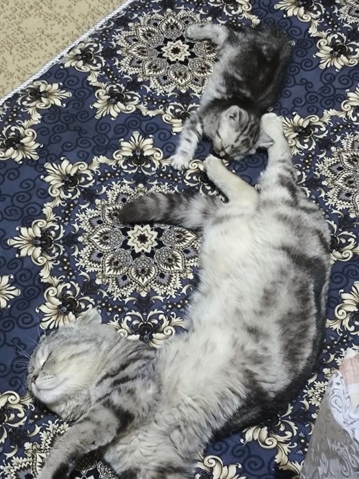 вислоухие котята