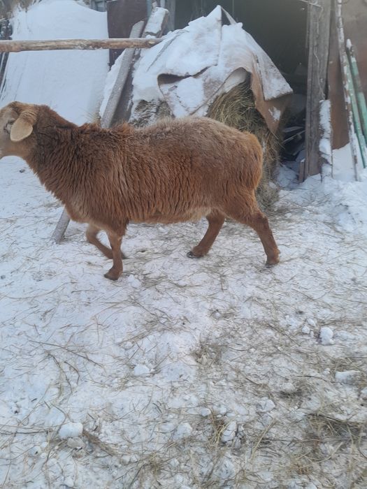 Продам  овцематку