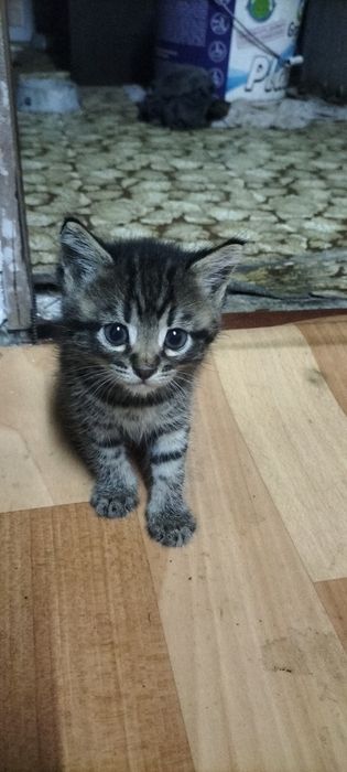 Отдам котят в хорошие руки