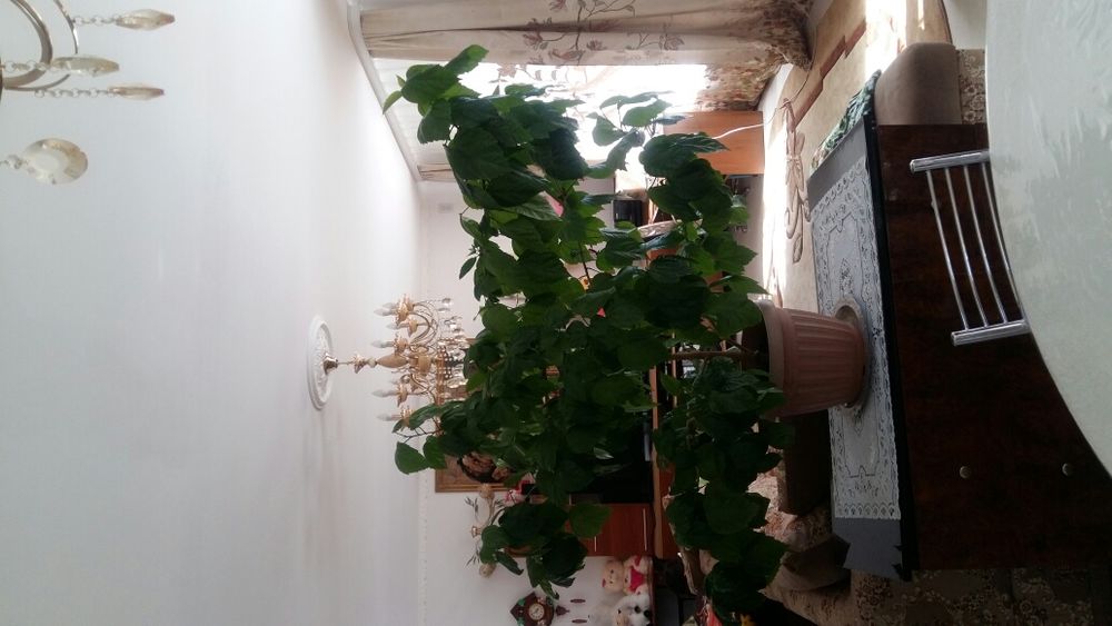 Продам комнатные цветы