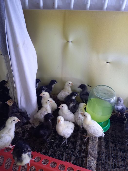 Продам птенцов породы