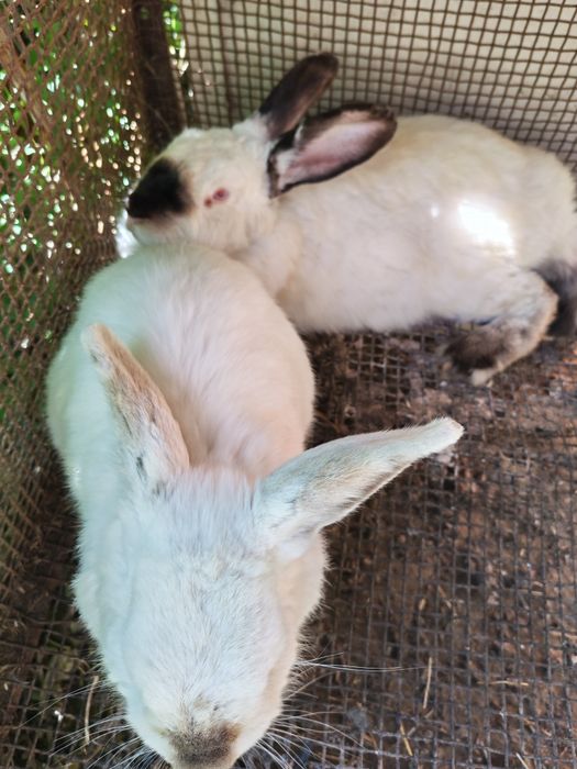 Калифорния Куенла