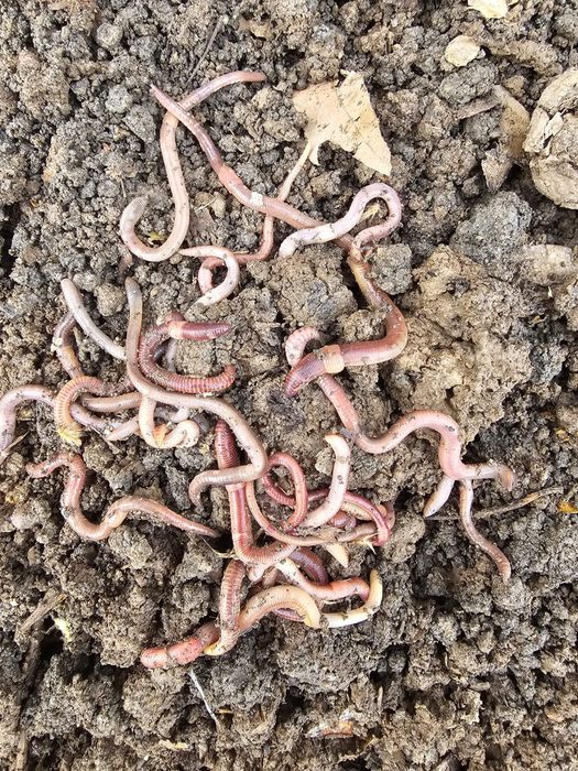 Черви домашние для рыбалки