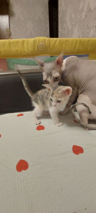 Котенок девочка породистая