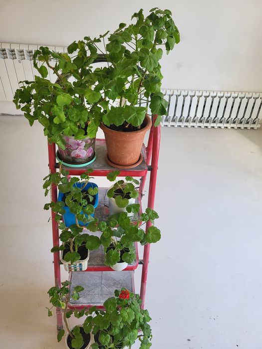 ,Цветы комнатные -герань.