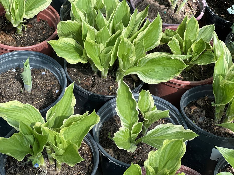 Хоста садовая тени любимая