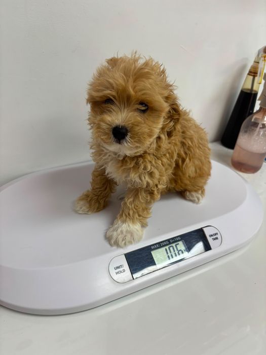 Maltipoo Pudel Mini Toy