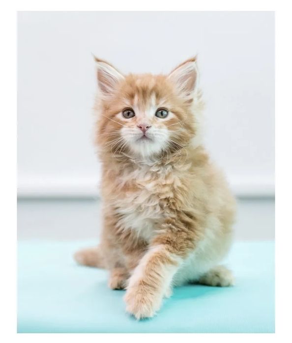 Мэйн кун котята 2 мес продам