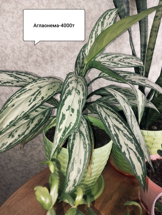 Продам комнатные растения