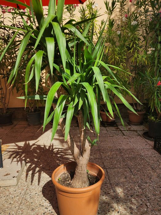 Palmier Yuca ornamental