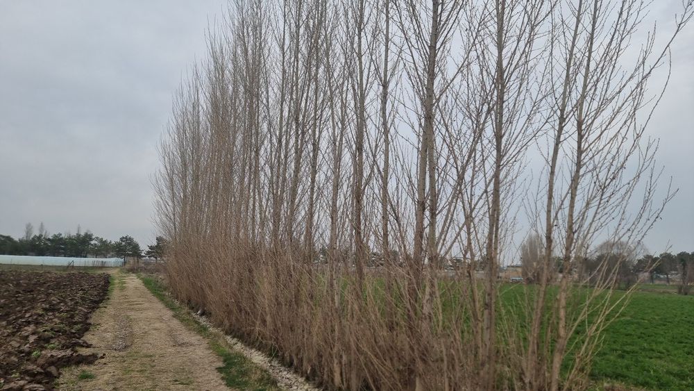 Тераклар срочно сотилади