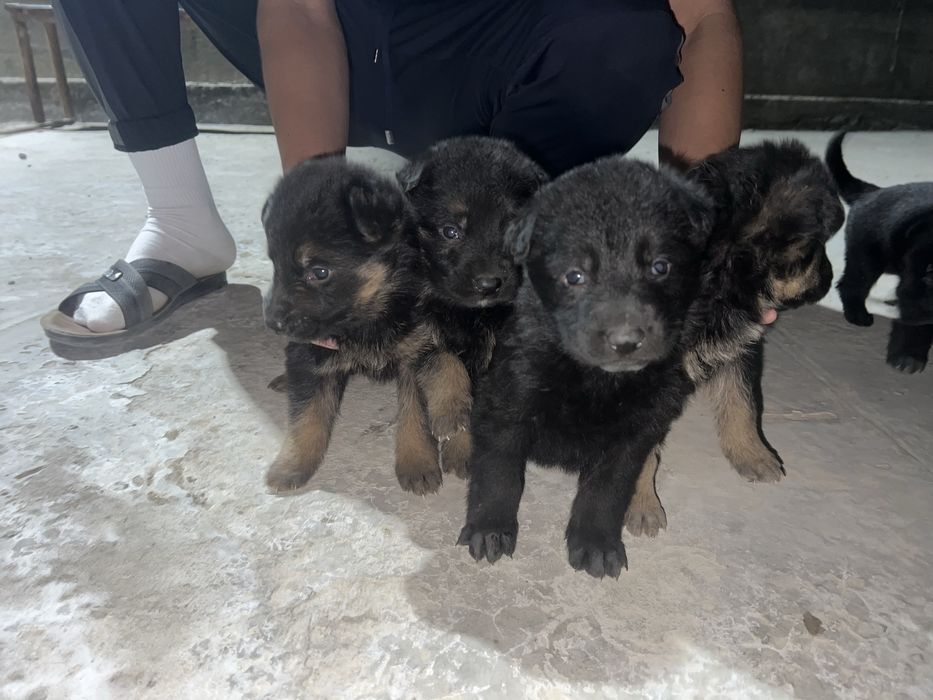 Продаеться ченок немецкая овчарки