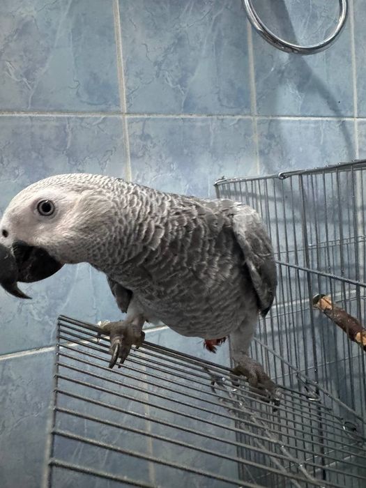 Жако попугай 8 месяцев Питается очень хорошо.