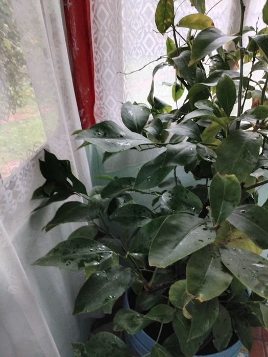 Lămâie altoiți 2 tulpini