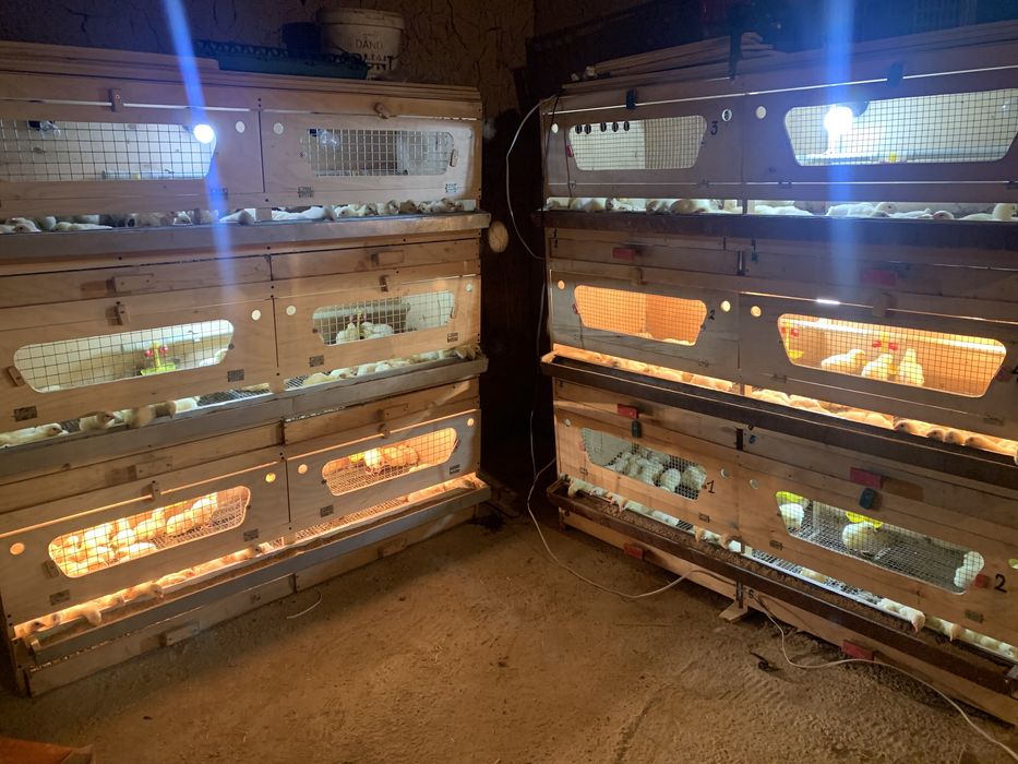 Брудер балапандарға арналған