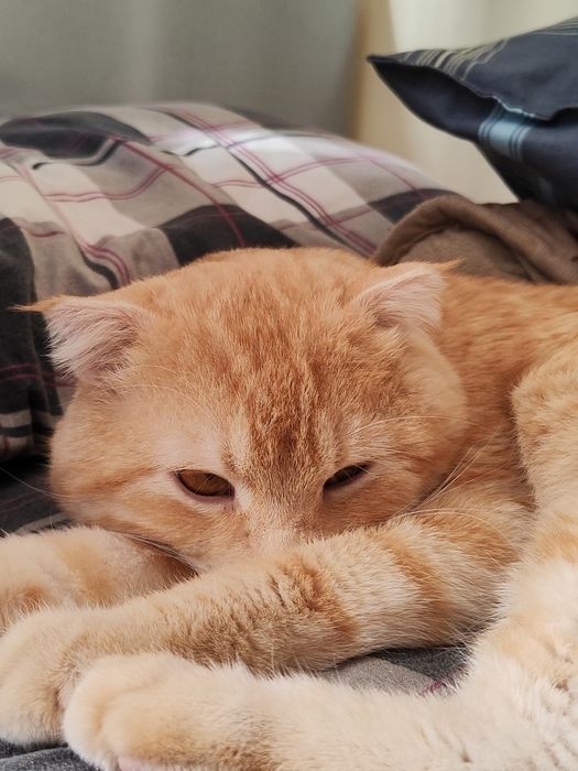 Mushuk, шотландский, кот, zotdor mushuk, Shotlandskiy.     KELISHILADI