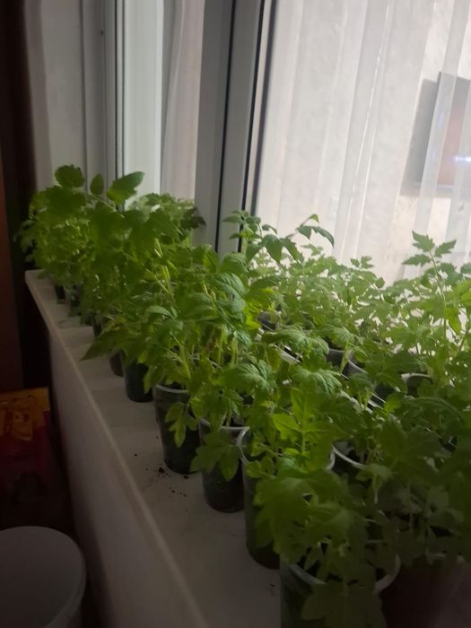 Продам рассаду помидора.