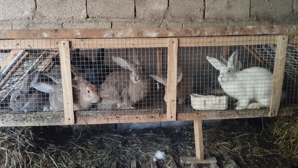 Продам кроликов есть и самец и самкй