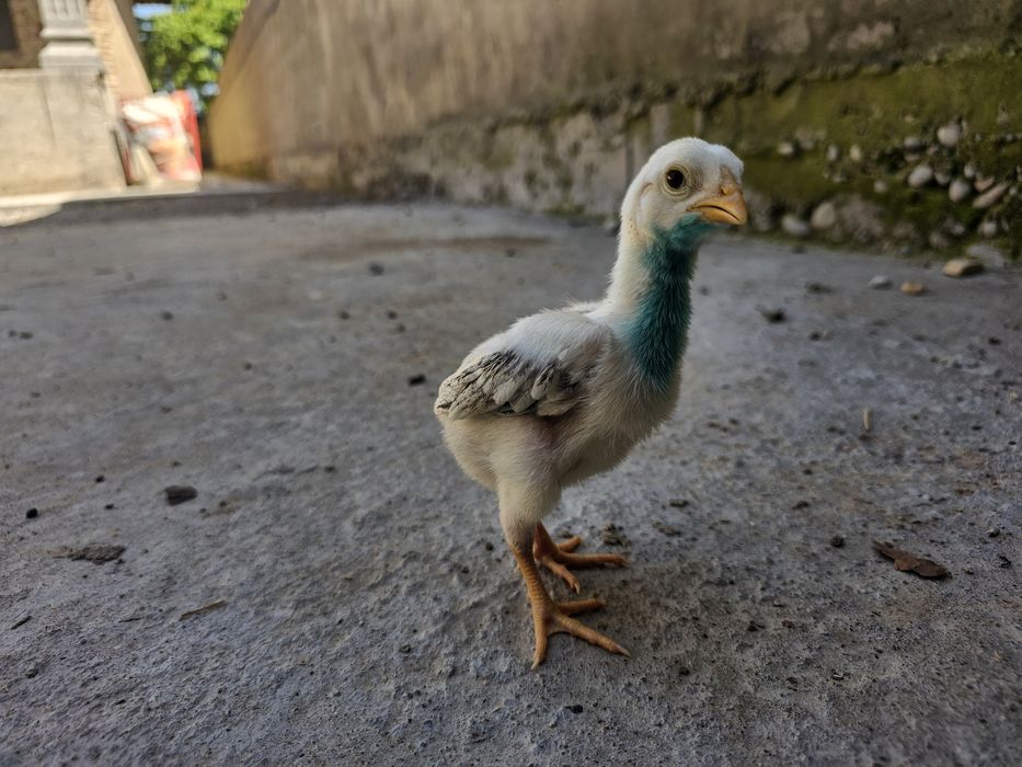 О шамо империя балапандары сатылады