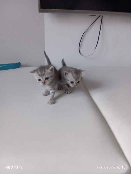 Котята породистый